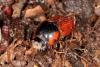 Coprimorphus scrutator